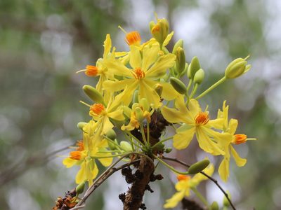 Ochna obtusata, photographed by Firos AK