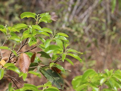 Anthoshorea roxburghii, photographed by Firos AK