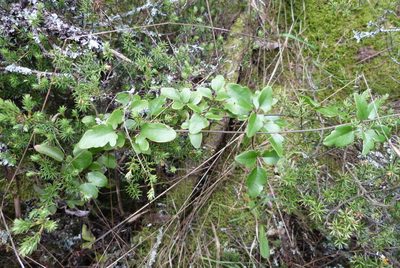 Clematis quadribracteolata, photographed by Colin Meurk