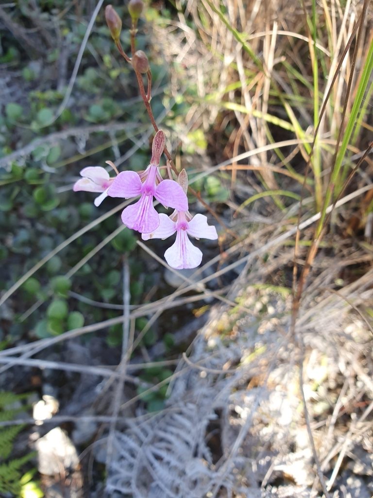 Tetramicra ekmanii, photographed by Yolanda M. Leon