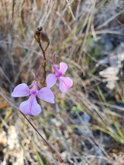 Tetramicra ekmanii, photographed by Yolanda M. Leon