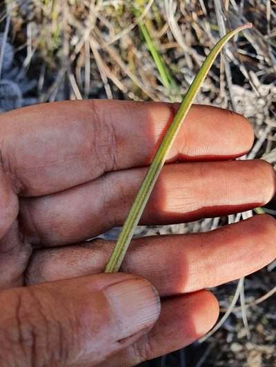 Tetramicra ekmanii, photographed by Yolanda M. Leon