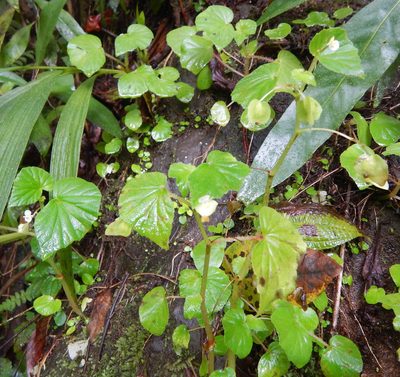 Begonia hirtella, photographed by stinger