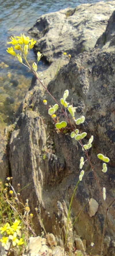 Biscutella boetica, photographed by Santiago Martín-Bravo