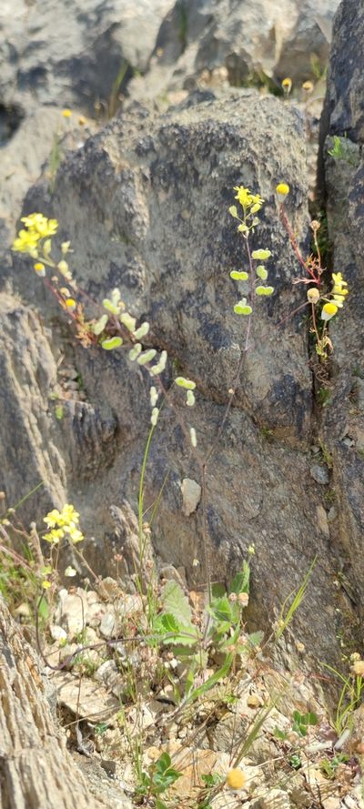 Biscutella boetica, photographed by Santiago Martín-Bravo