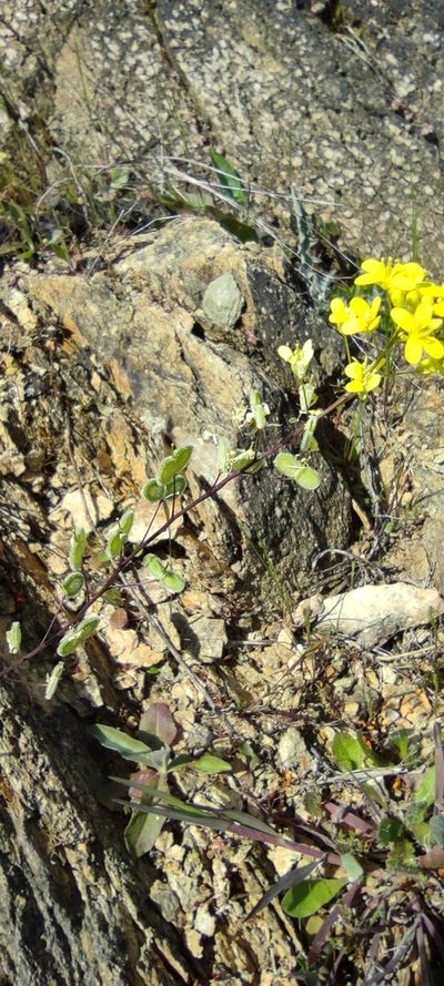Biscutella boetica, photographed by Santiago Martín-Bravo