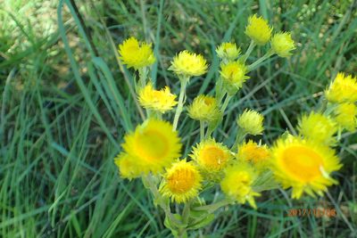 Helichrysum ruderale, photographed by Peter Warren