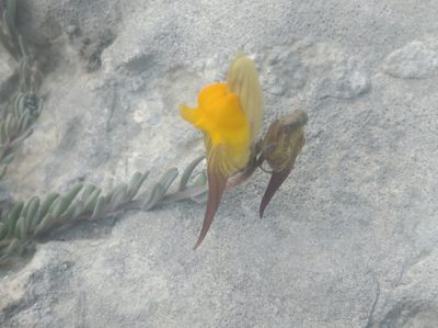 Linaria supina, photographed by Ben Costamagna