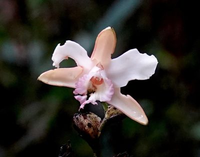 Sobralia gloriosa, photographed by desertnaturalist