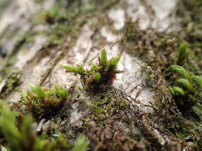Orthotrichum tenellum, photographed by George Greiff