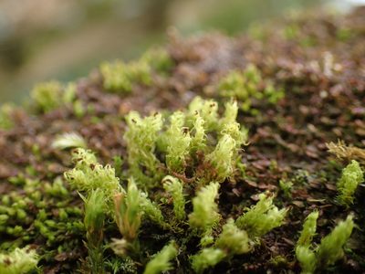 Bryomyces phyllanthus, photographed by George Greiff