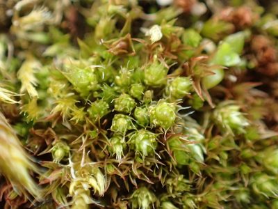 Gemmabryum dichotomum, photographed by George Greiff
