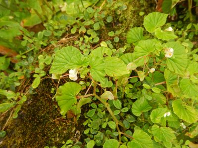 Begonia hirtella, photographed by stinger