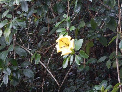 Solandra maxima, photographed by stinger
