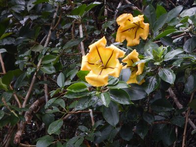 Solandra maxima, photographed by stinger