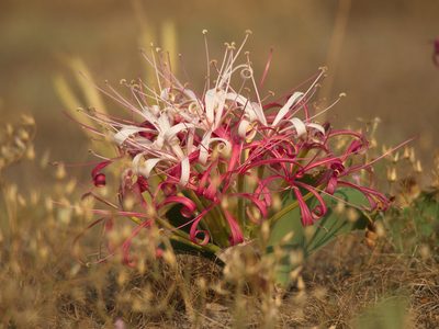 Ammocharis tinneana, photographed by Peter Archdale
