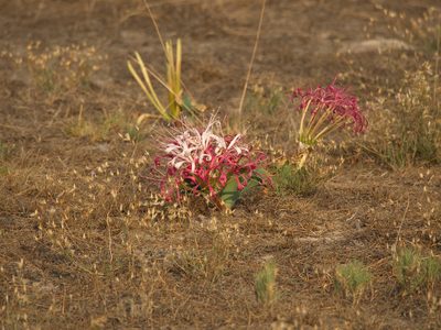 Ammocharis tinneana, photographed by Peter Archdale