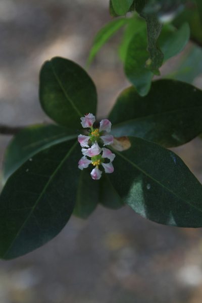 Malpighia emarginata, photographed by Brian Oakes Haiti Hunter