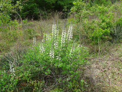 Baptisia alba, photographed by Michael W Belitz