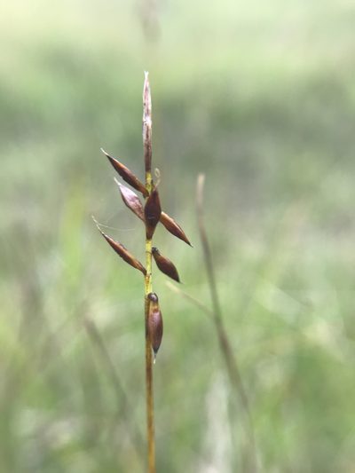 Carex pulicaris, photographed by Terry Instone