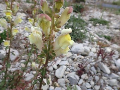 Antirrhinum latifolium, photographed by Fabien Piednoir