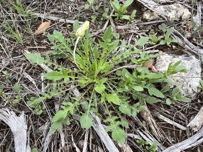 Oenothera triloba, photographed by Reid Hardin