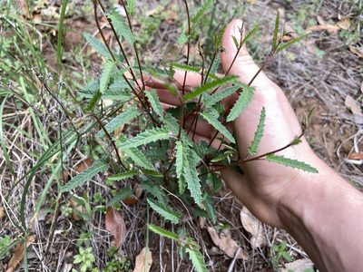 Tragia ramosa, photographed by Reid Hardin