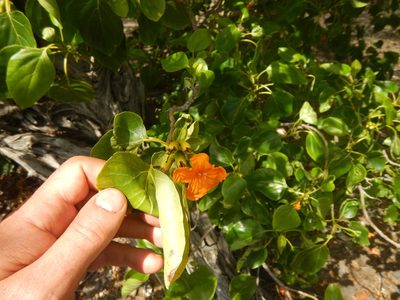 Cordia subcordata, photographed by stinger