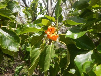 Cordia subcordata, photographed by stinger