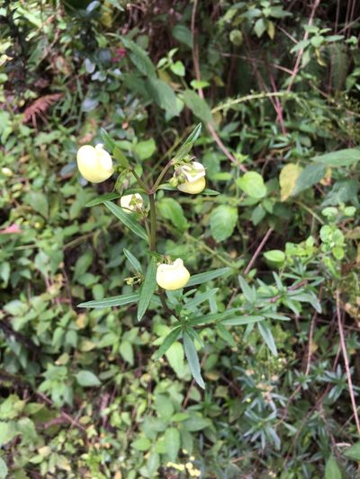 Calceolaria hyssopifolia, photographed by David Parra Puente