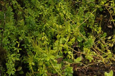 Peperomia galioides, photographed by Eric Knight