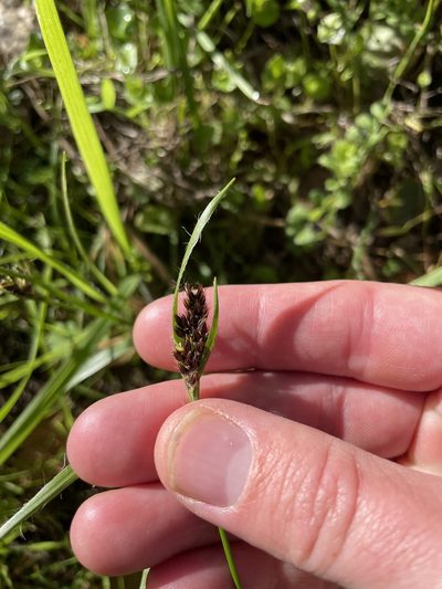 Luzula subsessilis, photographed by crothfels
