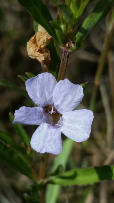 Dyschoriste angusta, photographed by Jay Horn