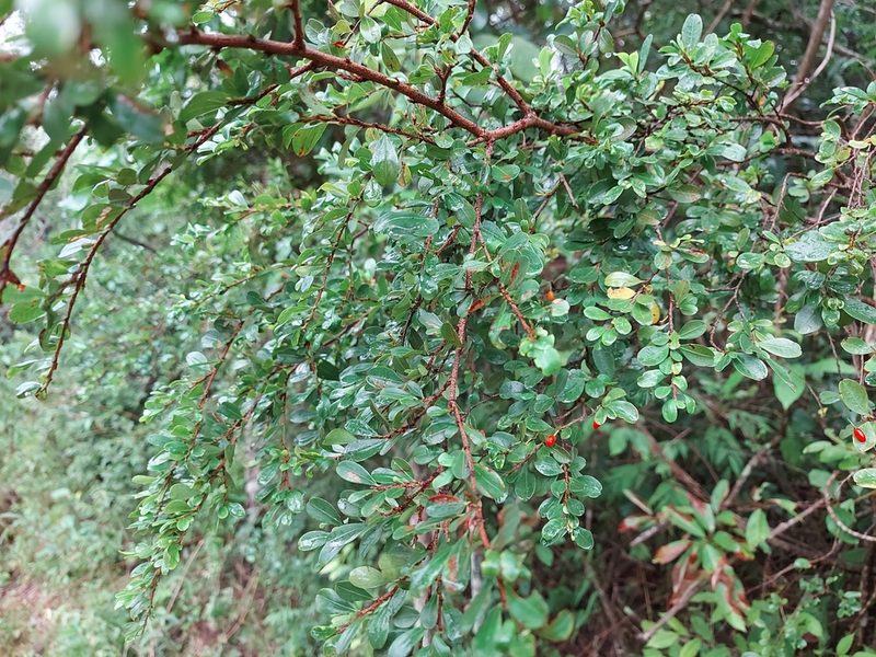 Erythroxylum cuneifolium, photographed by Filipi Miranda Soares