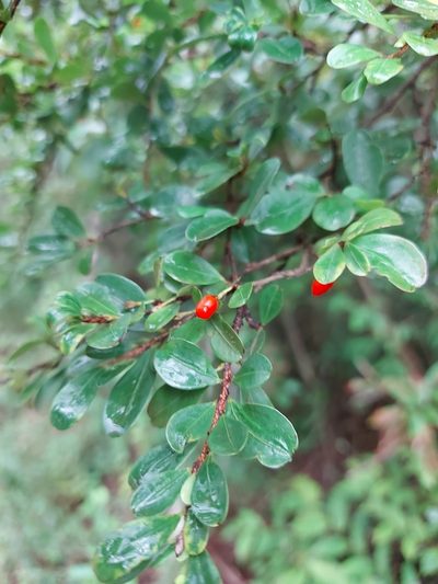 Erythroxylum cuneifolium, photographed by Filipi Miranda Soares