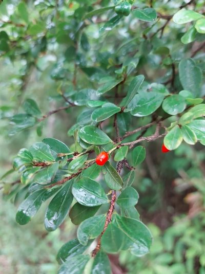 Erythroxylum cuneifolium, photographed by Filipi Miranda Soares