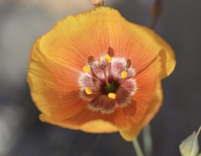 Linum vernale, photographed by Cricket Raspet