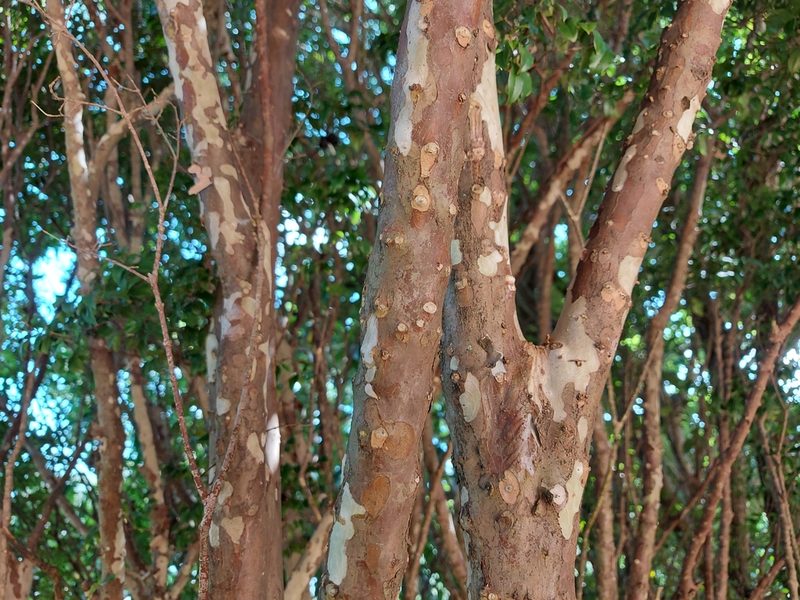 Plinia cauliflora, photographed by Filipi Miranda Soares