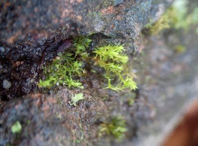 Pseudocrossidium hornschuchianum, photographed by leighmus