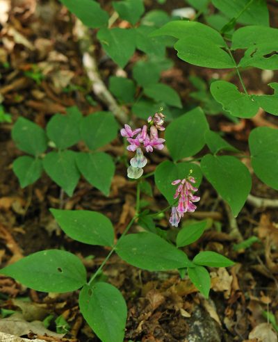 Lathyrus venetus, photographed by Todd Boland