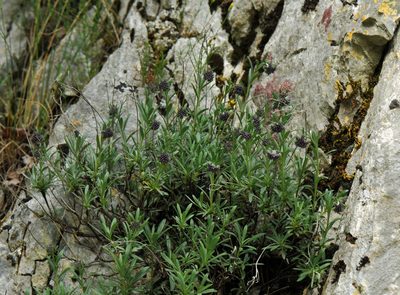 Moltkia petraea, photographed by Todd Boland