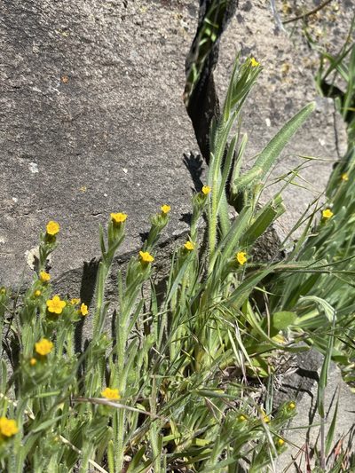 Amsinckia lycopsoides, photographed by Matt Berger