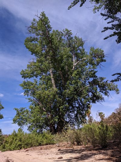 Populus brandegeei, photographed by Abraham Sánchez Romero