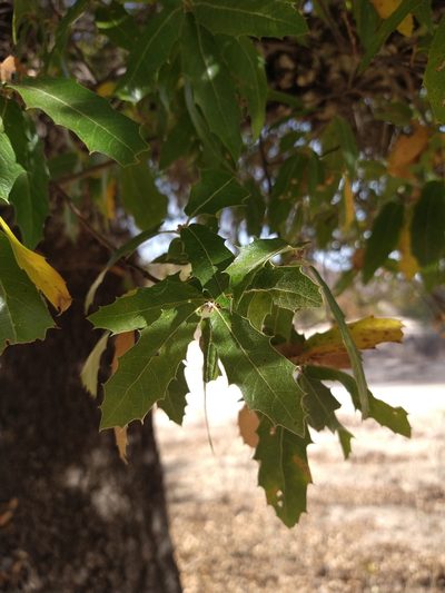 Quercus brandegeei, photographed by Abraham Sánchez Romero