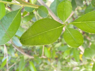 Forestiera segregata, photographed by chloe ⋆˚꩜｡