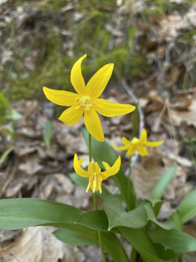 Erythronium tuolumnense, photographed by Dee Shea Himes