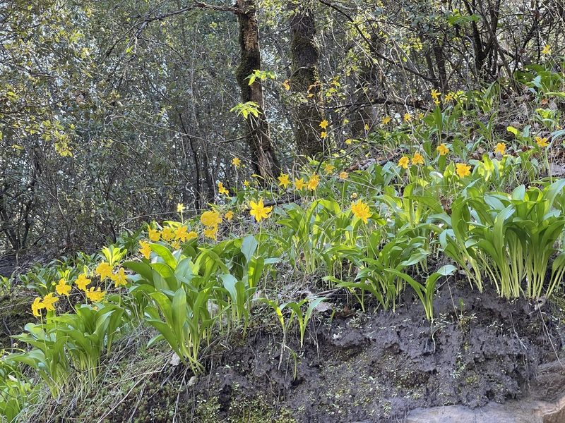 Erythronium tuolumnense, photographed by Dee Shea Himes