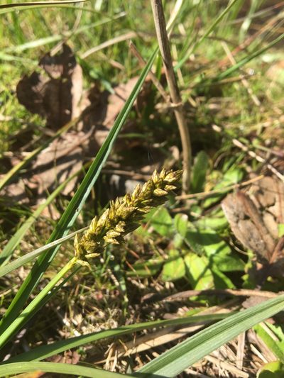 Carex densa, photographed by Hilary Rose Dawson