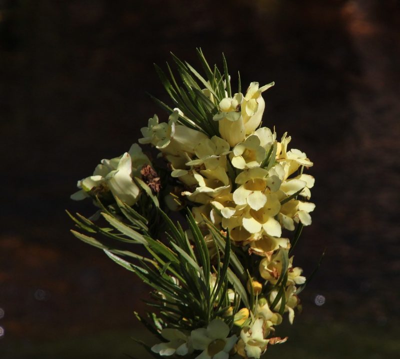 Ixianthes retzioides, photographed by Tony Rebelo