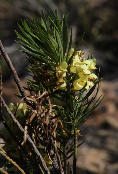 Ixianthes retzioides, photographed by Tony Rebelo